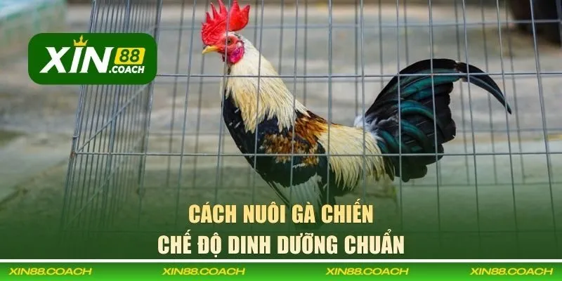 Chế độ dinh dưỡng nuôi chuẩn