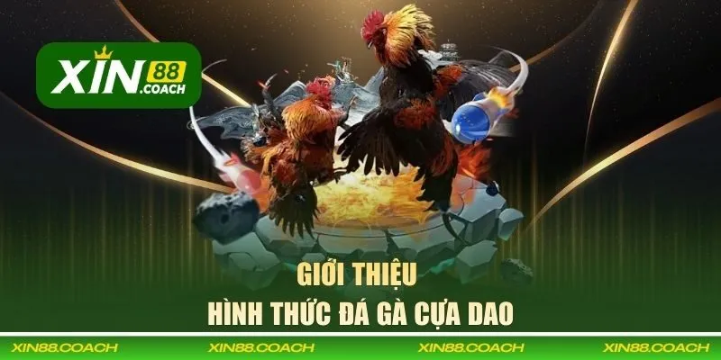 Giới thiệu về hình thức đá gà cựa dao XIN88