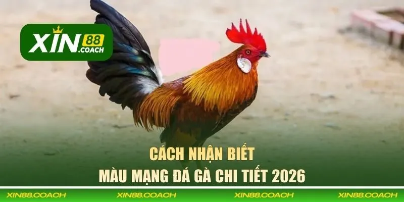 Cách nhận biết màu mạng từ XIN88